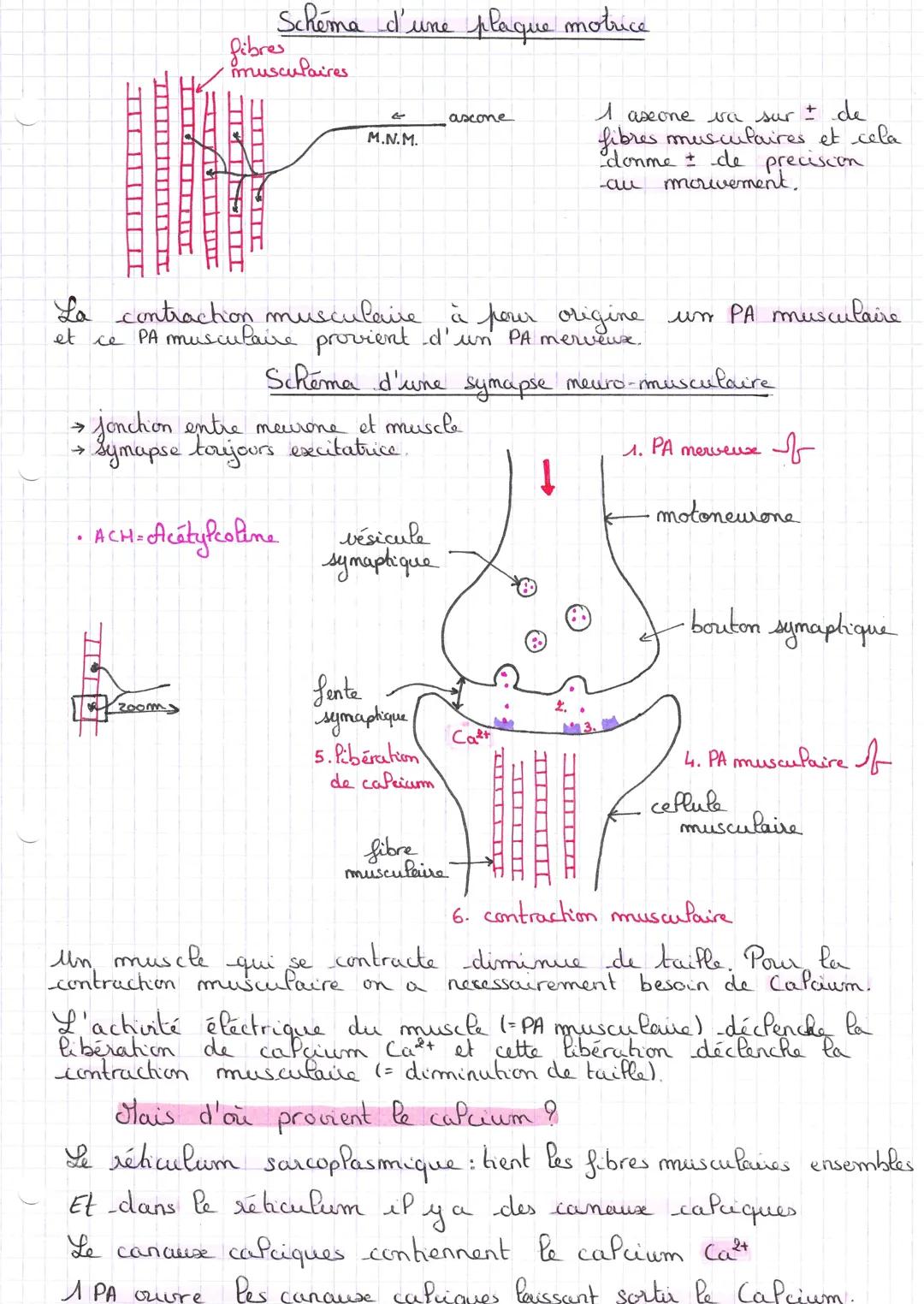 Chap
INTRO
Les réflecces
Notre organisme réalise en fermance des mouvements
par la contraction des muscles. De nombreuses répenses motrices