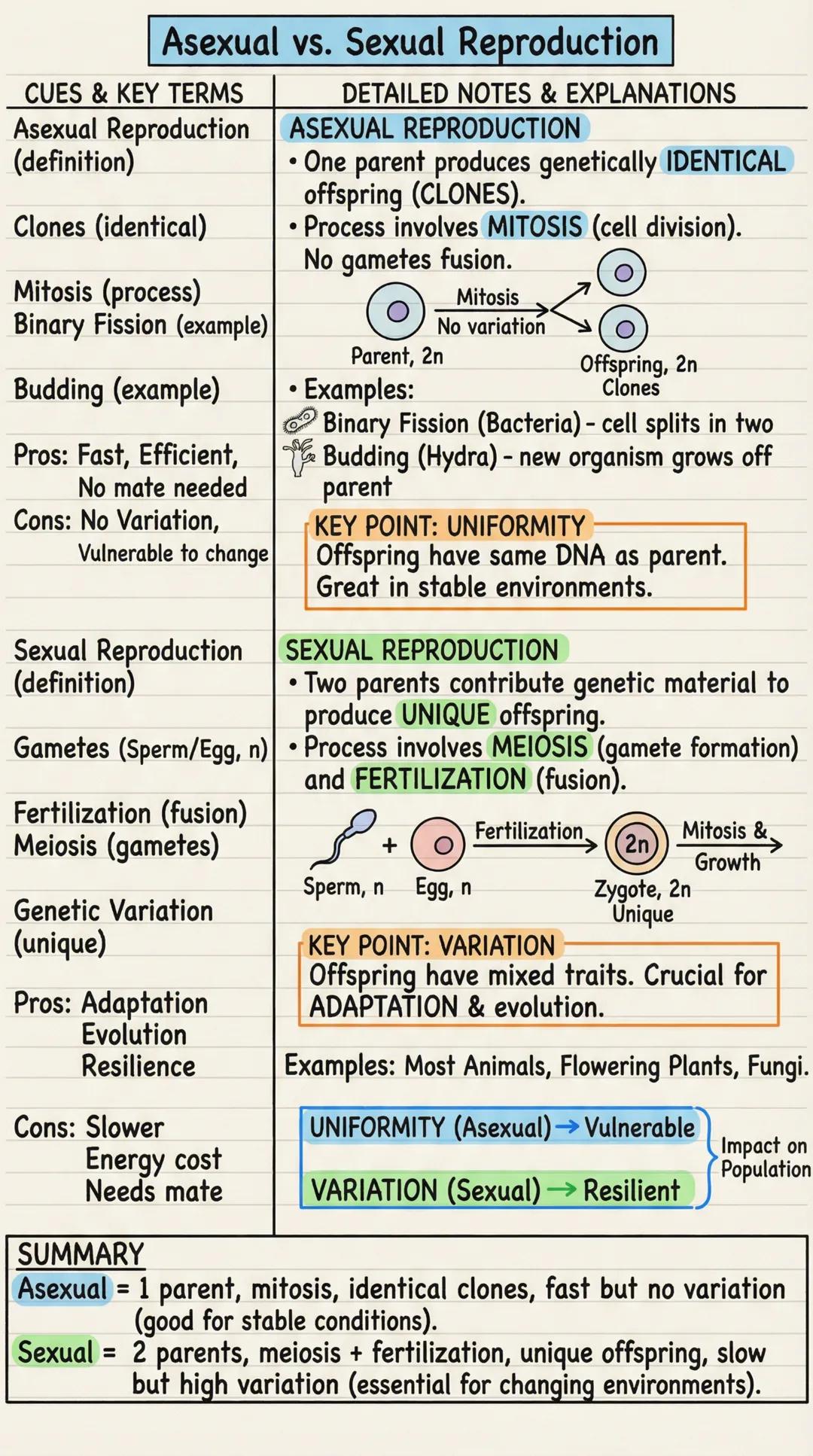 # Asexual vs. Sexual Reproduction
CUES & KEY TERMS
Asexual Reproduction
(definition)
Clones (identical)
Mitosis (process)
Binary Fission