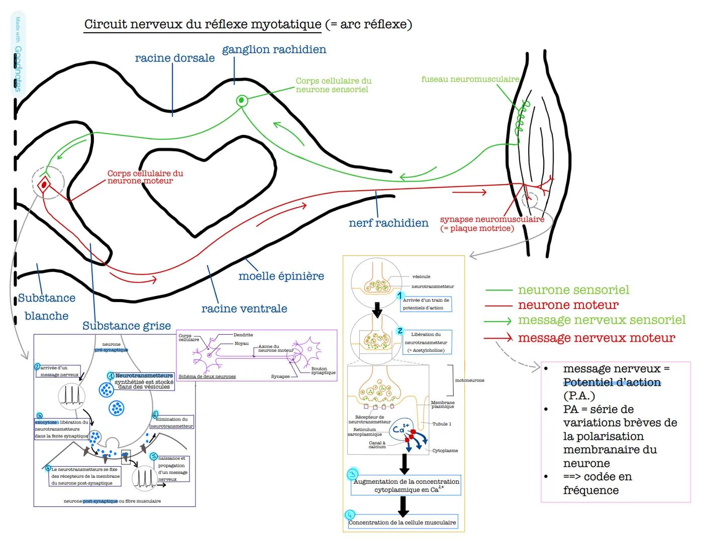 Made with Goodnotes
# Circuit nerveux du réflexe myotatique (= arc réflexe)
racine dorsale
ganglion rachidien
Corps cellulaire du
neurone