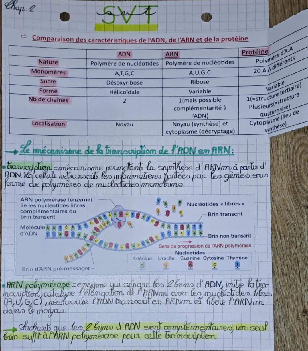 Chap 2
de
Shaft
Comparaison des caractéristiques de l'ADN, de l'ARN et de la protéine
|             | ADN                       | ARN